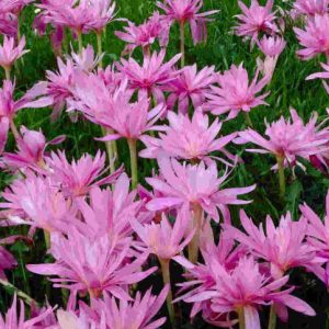 Colchicum autumnale product image UK
