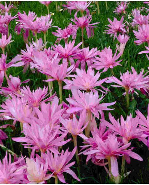 Colchicum autumnale product image UK